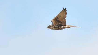 Saker Falcon