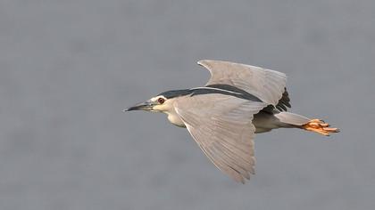 Black-crowned Night Heron