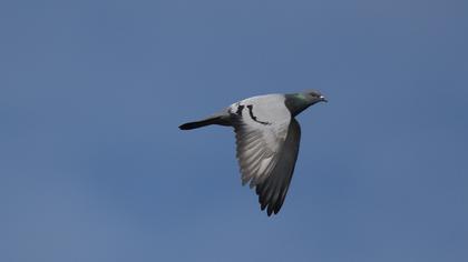 Rock Dove