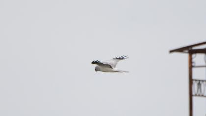 Hen Harrier