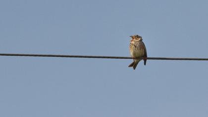 Corn Bunting