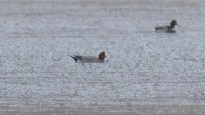 Eurasian Wigeon