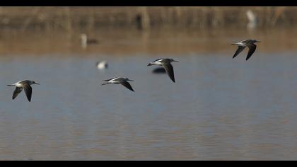 Common Greenshank