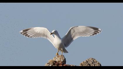 Yellow-legged Gull