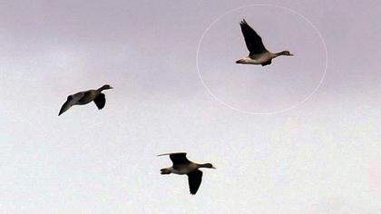 Lesser White-fronted Goose