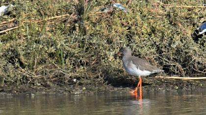 Common Redshank