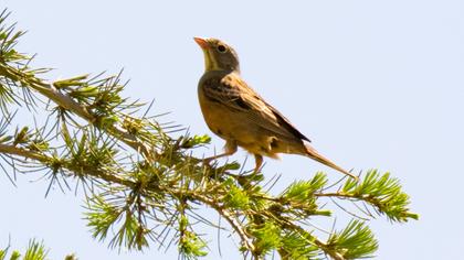 Ortolan Bunting