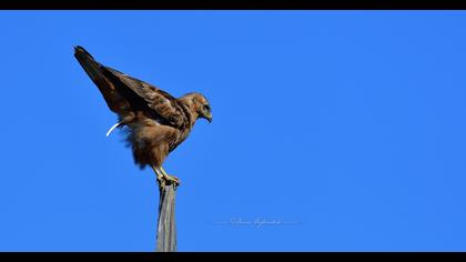 Common Buzzard