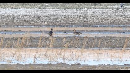Northern Pintail