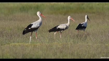 White Stork