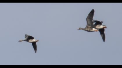 Greater White-fronted Goose