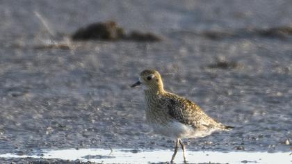 European Golden Plover