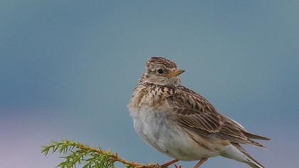 Eurasian Skylark