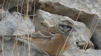 Rock Bunting