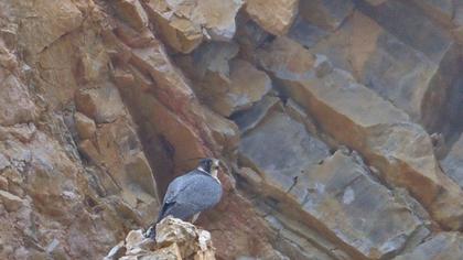 Peregrine Falcon