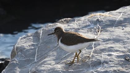 Common Sandpiper