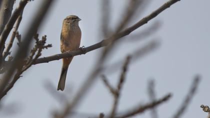 Rock Bunting