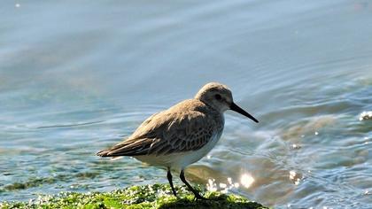 Dunlin