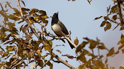 Black-throated Thrush