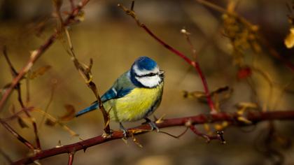 Eurasian Blue Tit