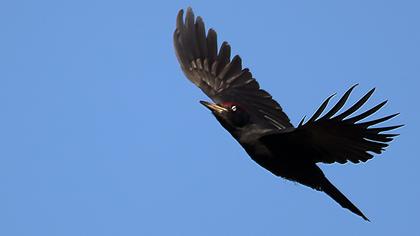 Black Woodpecker
