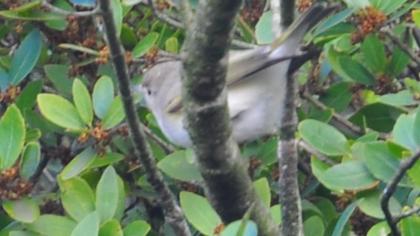 Eastern Bonelli`s Warbler