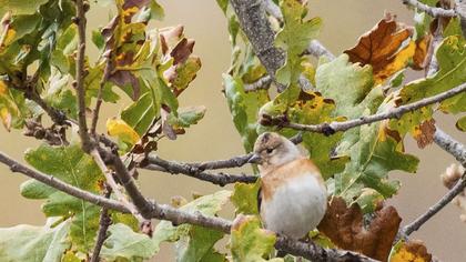 Brambling