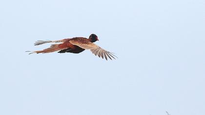 Common Pheasant