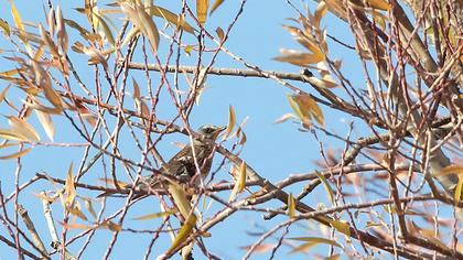 Fieldfare