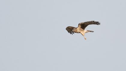 Hen Harrier