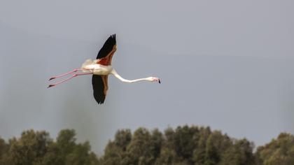 Greater Flamingo