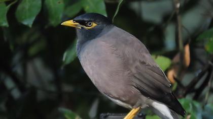 Common Myna