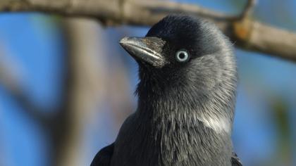 Western Jackdaw