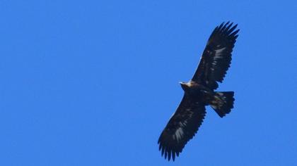 Golden Eagle