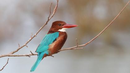 White-throated Kingfisher