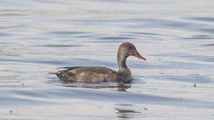 Red-crested Pochard