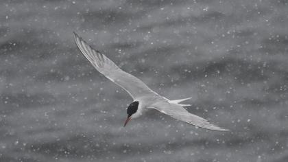 Common Tern