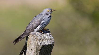 Common Cuckoo