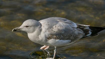 Yellow-legged Gull