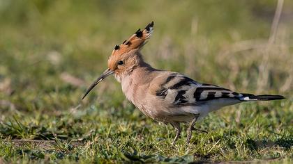 Eurasian Hoopoe