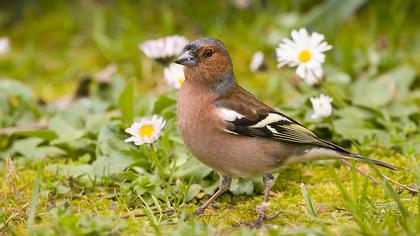 Common Chaffinch