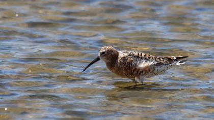 Curlew Sandpiper