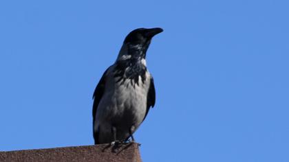 Hooded Crow
