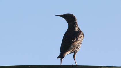 Common Starling