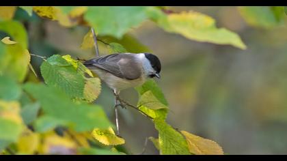 Marsh Tit