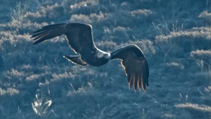 Eastern Imperial Eagle