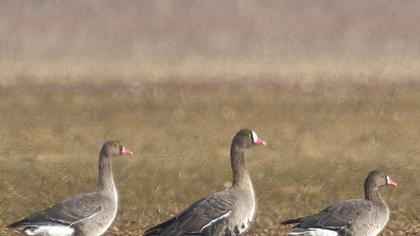 Lesser White-fronted Goose