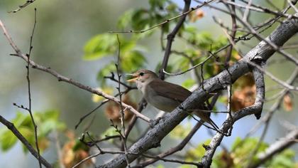 Common Nightingale