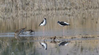 Black-winged Stilt