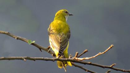 Eurasian Golden Oriole